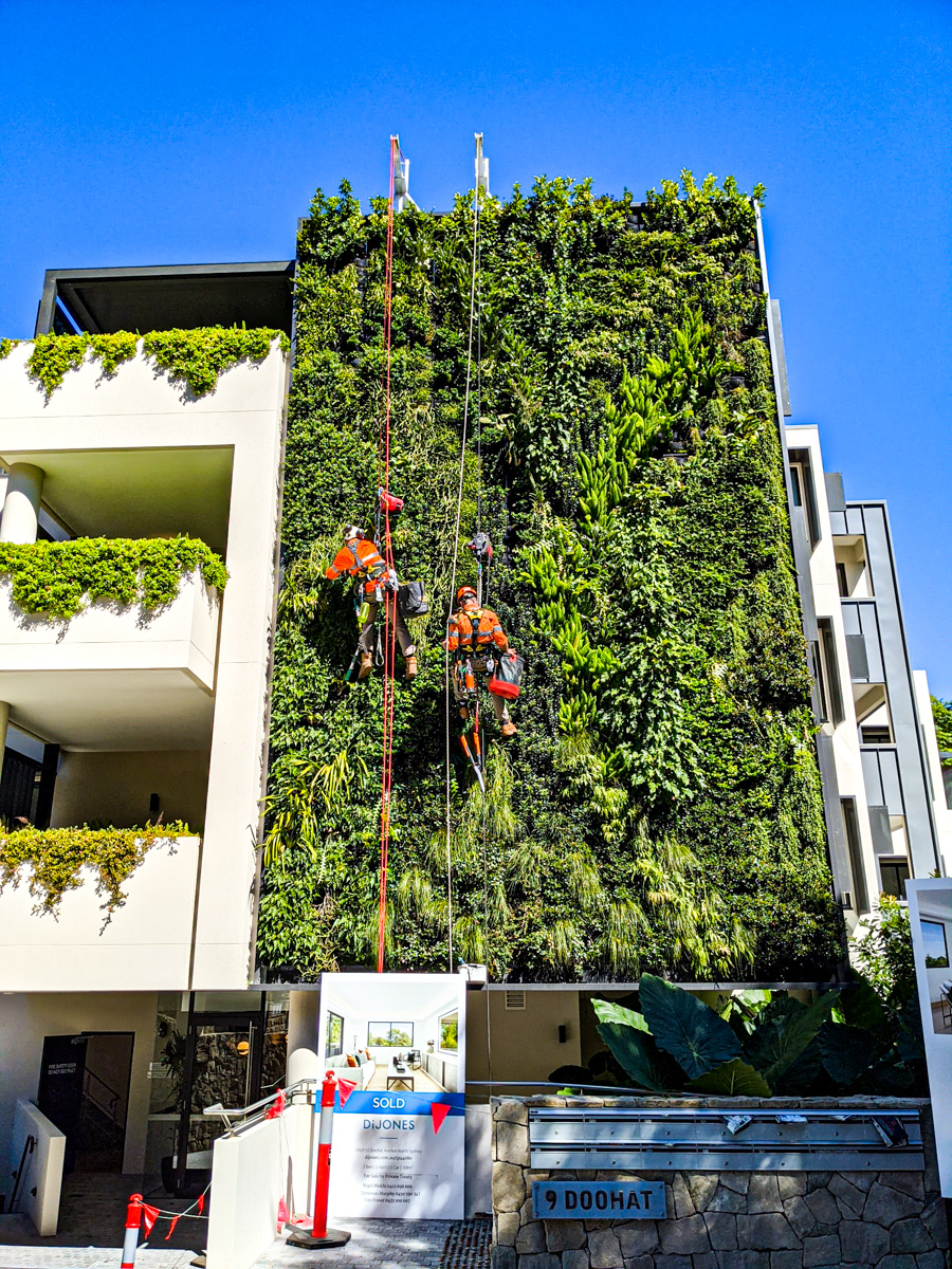 Doohat St , Sydney – Fire Compliant Green Wall