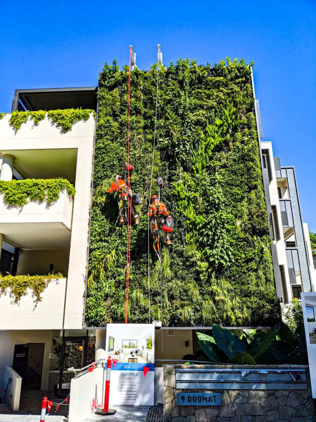Doohat St , Sydney – Fire Compliant Green Wall