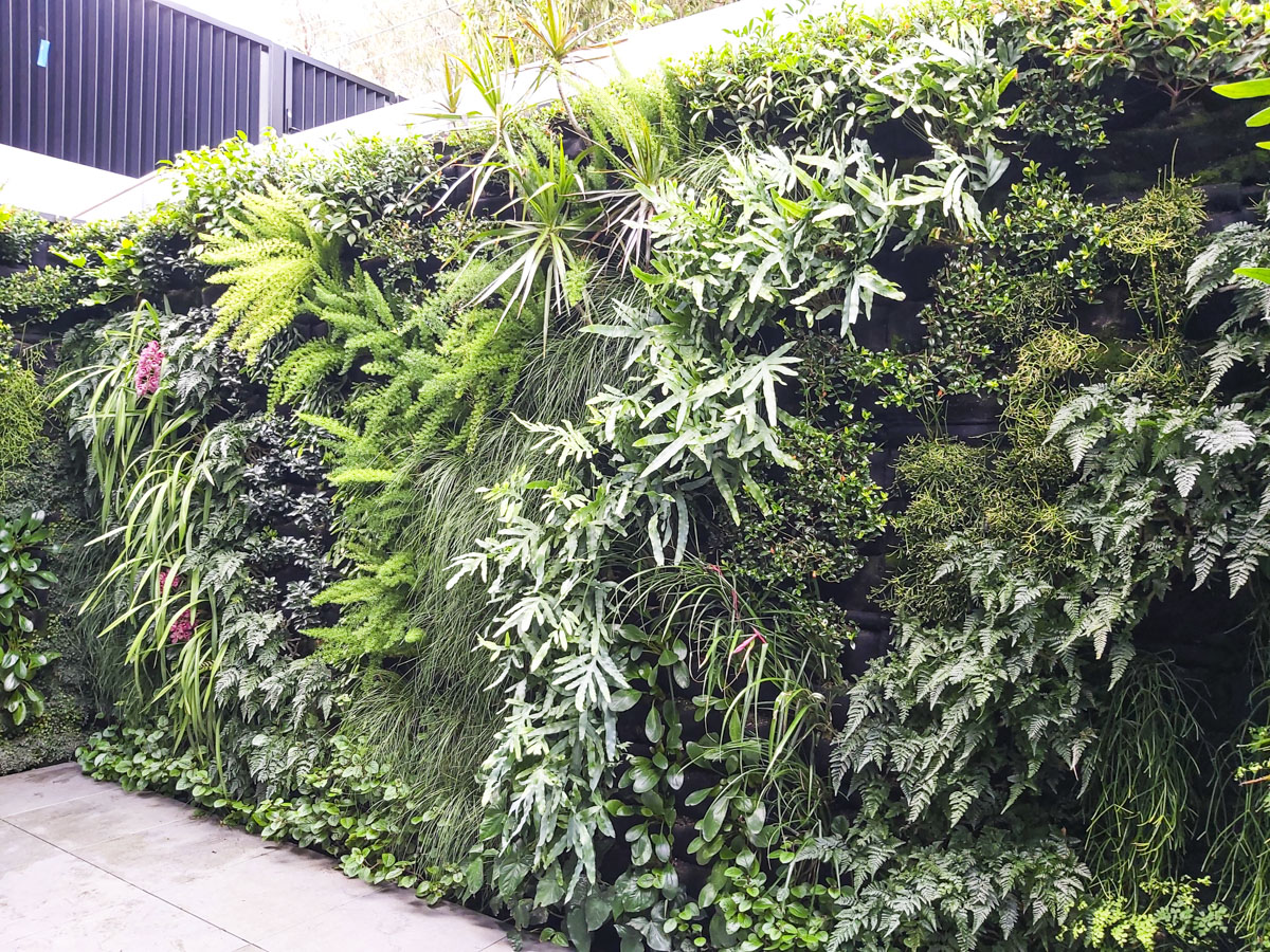 Residential Green Wall, Brighton East - Fytogreen