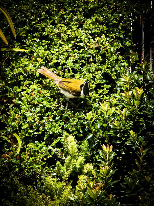 View of Vertical Gardens as Habitat - Fytogreen