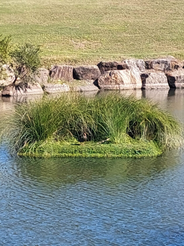 Local bird life loving their new safe refuge on Fytogreen’s Floating Wetlands at Victoria Parklands in QLD