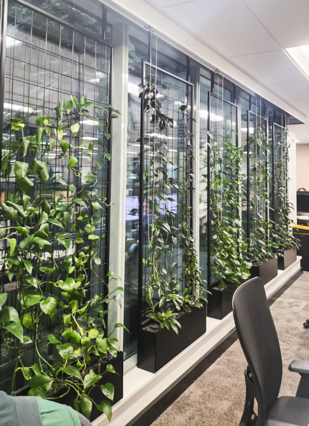 71 Pre Grown Water Reservoir planter boxes by Fytogreen at Future Workplace in Parramatta Square in Sydney provides lush indoor office greening