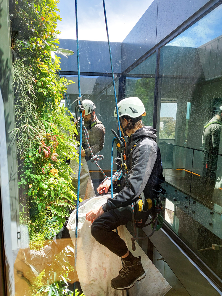 Greening at home, Residential maintenance by Fytogreen