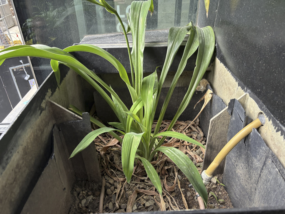 The Slumpage Crisis: 
When Gardens Sink! - Example of Media Settlement  - Melbourne, CBD – October 2025