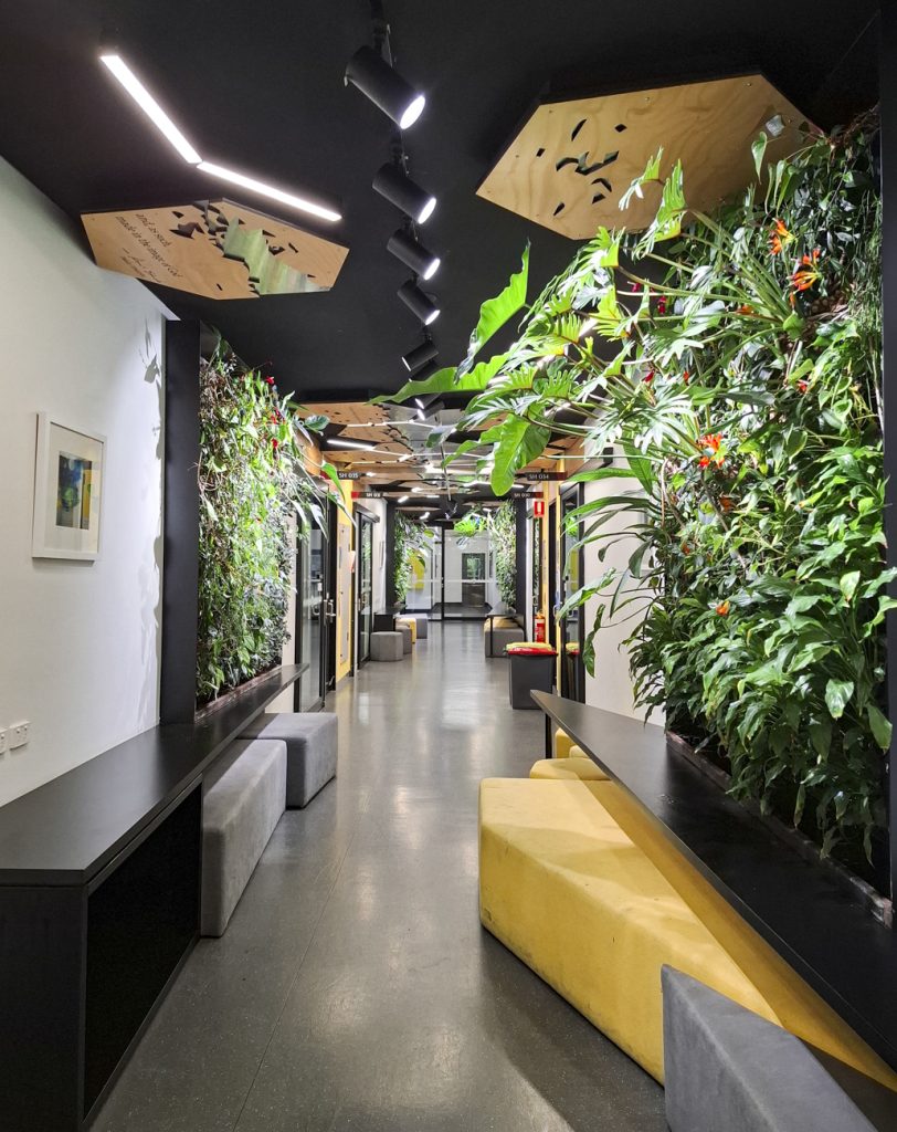 Mature indoor green walls at Caroline Chisholm Catholic College, thriving ten years after installation by Fytogreen