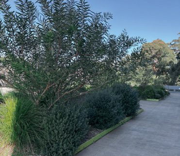 Shallow roof garden at UNSW Sydney featuring a 120mm profile green roof system with dense planting along a rooftop walkway