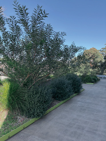 Shallow roof garden at UNSW Sydney featuring a 120mm profile green roof system with dense planting along a rooftop walkway
